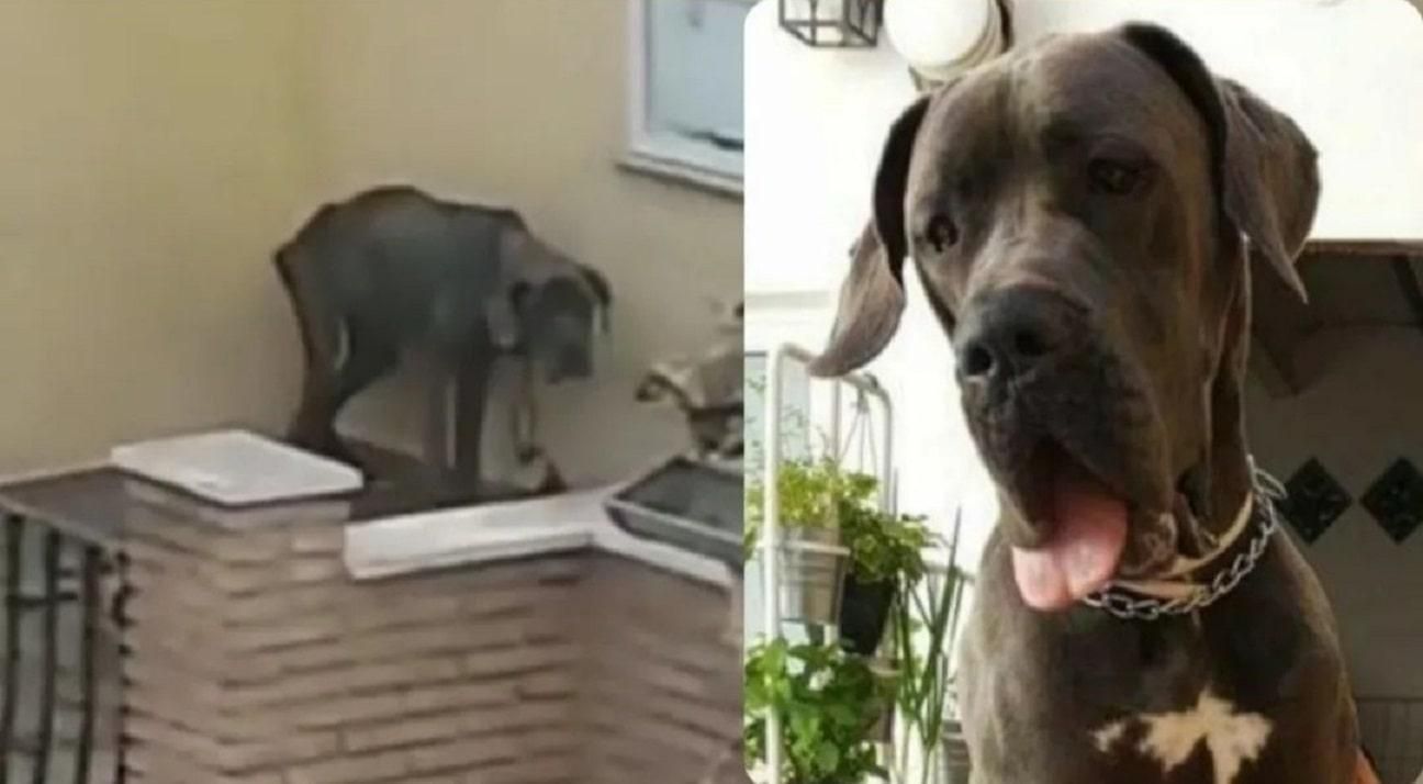 Leia de cachorra (derecha) y muriendo de inanición en la terraza de su casa (izquierda)  a la acusación popular