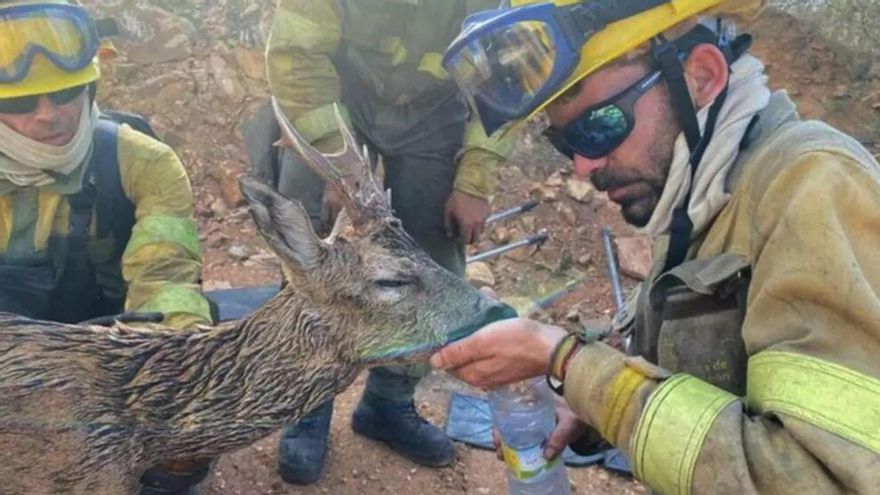 Ecologistas recurrirán la decisión de la Junta de permitir cazar en los montes quemados de León 7 meses después de los incendios