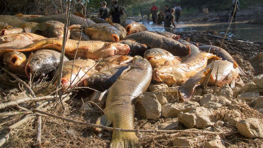 Llevan a la Fiscalía la muerte de peces en el canal Entrepeñas-Buendía