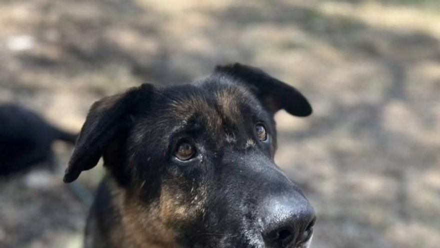 La resiliencia de Chop, el pastor alemán que se sobrepuso al abandono y ahora espera una nueva familia