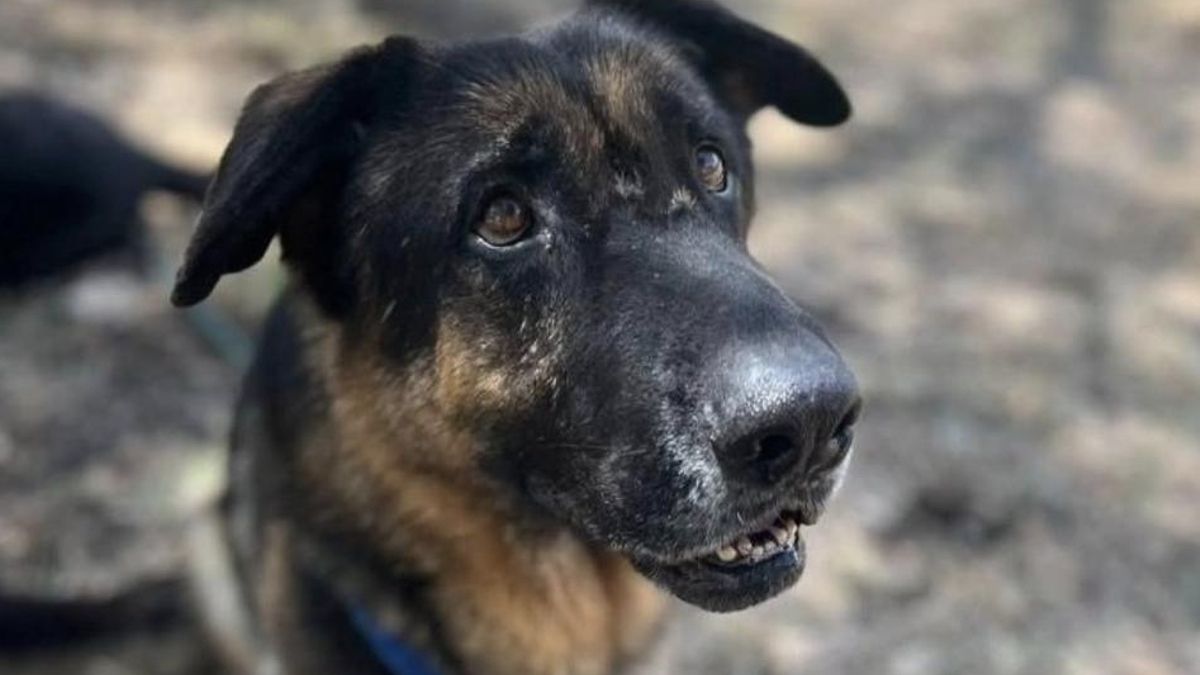 Chop espera que alguien se interese por él