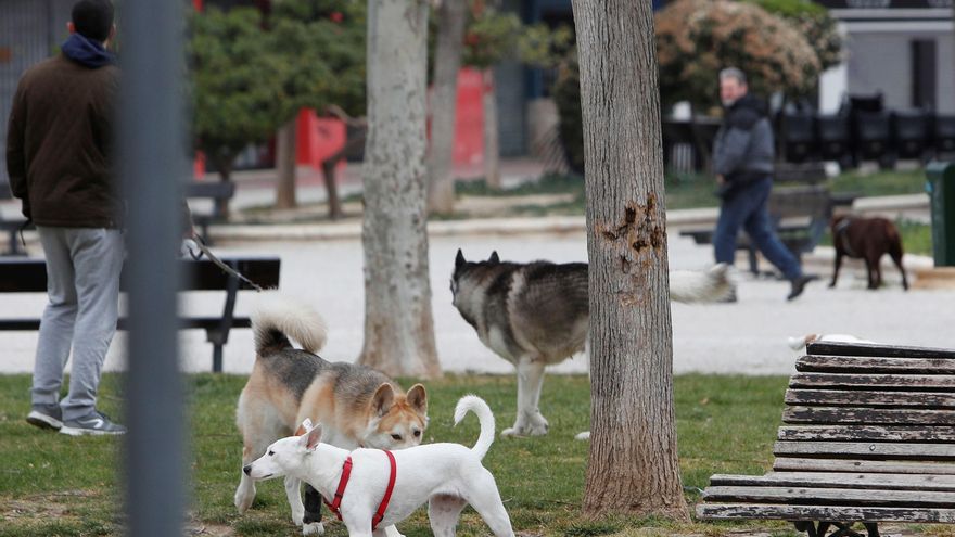 Varias personas pasean a sus perros en un parque.