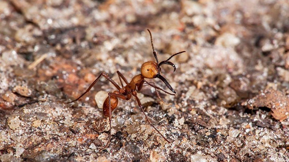 Además de sus mandíbulas, algunas especies poseen un aguijón capaz de inyectar ácido fórmico para paralizar a sus oponentes