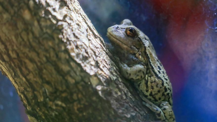 El misterio de las ranas que resucitan: seis meses congeladas a -20ºC y vuelven a la vida en Alaska