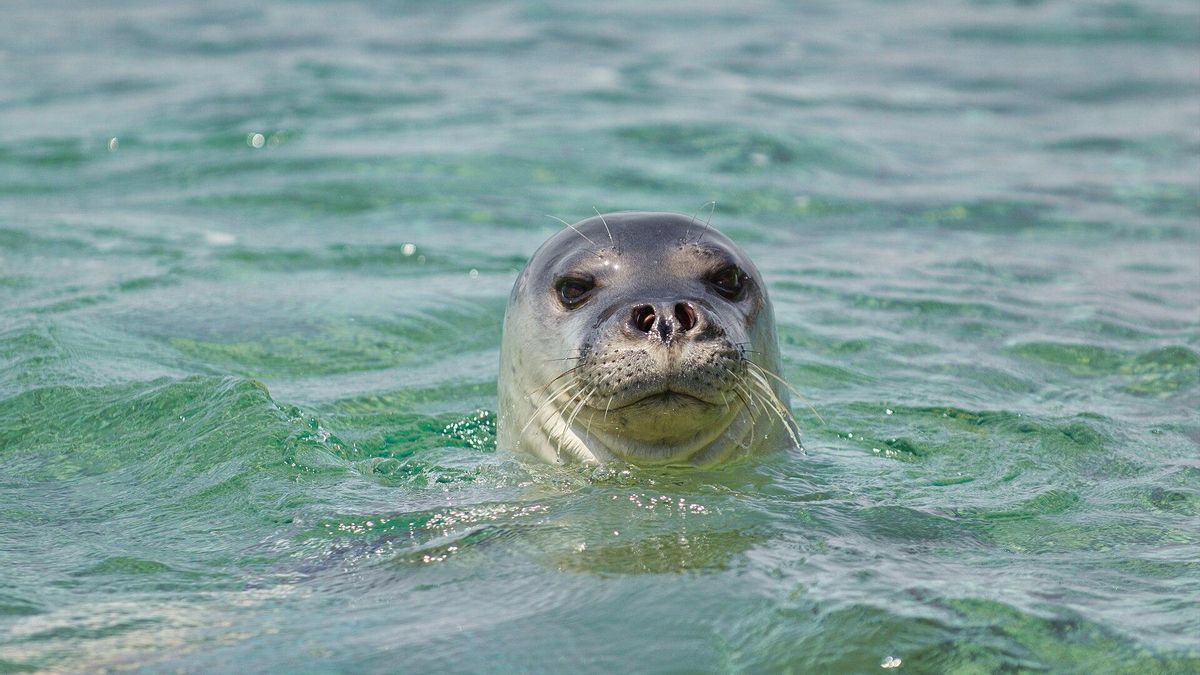 La actividad humana redujo las zonas seguras mediterráneas