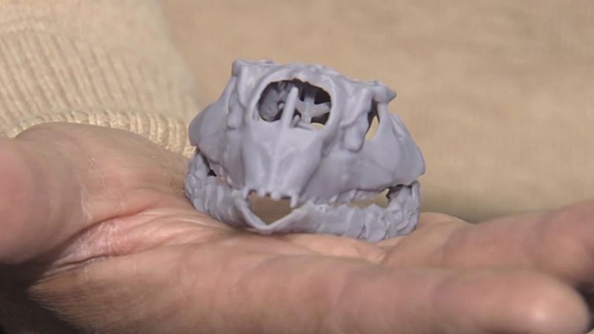 Un equipo internacional identifica una nueva especie de dinosaurio en Burgos