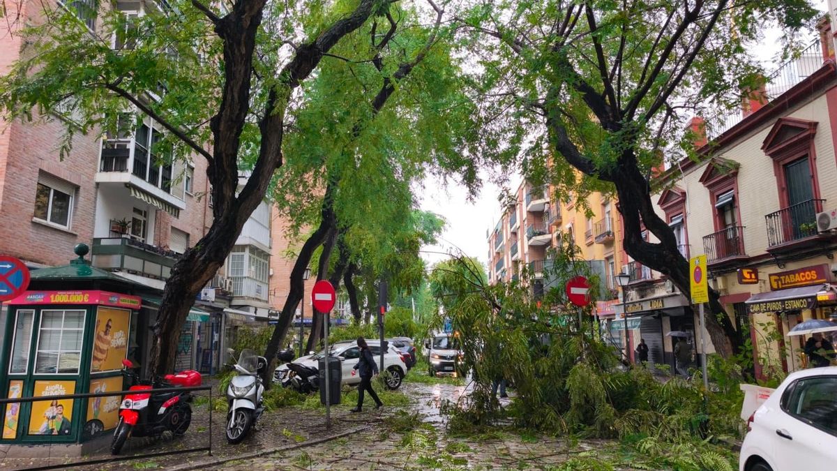 Corte en la calle San Jacinto de Sevilla tras la caída de un árbol por las rachas de viento debido a la borrasca Kristin.