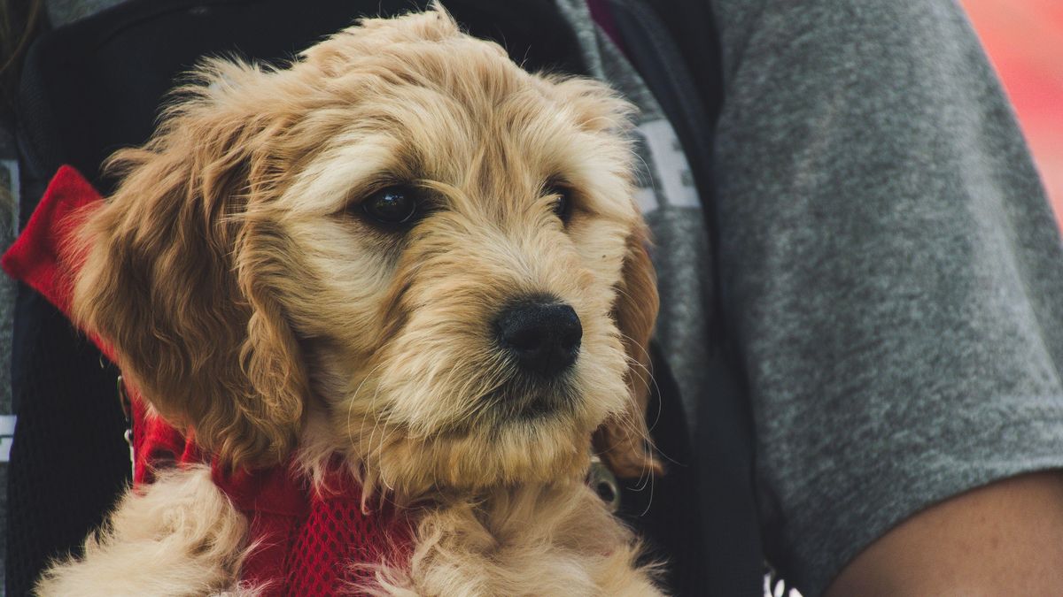 Ni grandes ni pequeños: los perros que seguirán sin poder viajar en los trenes de Renfe