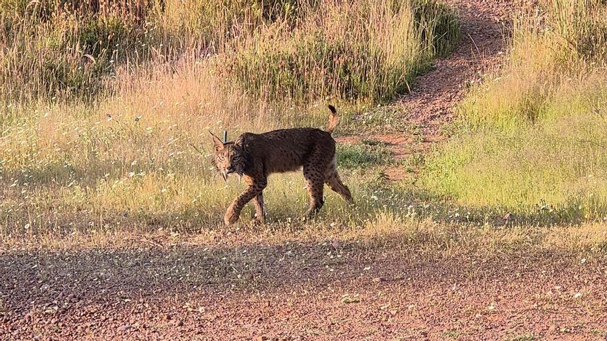 Salvia, el lince hembra que se pasea por Córdoba