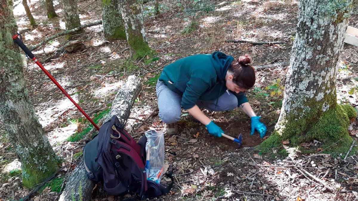 Más de mil hongos bajo los robles de Asturias aportan pistas para proteger los bosques ante el cambio climático