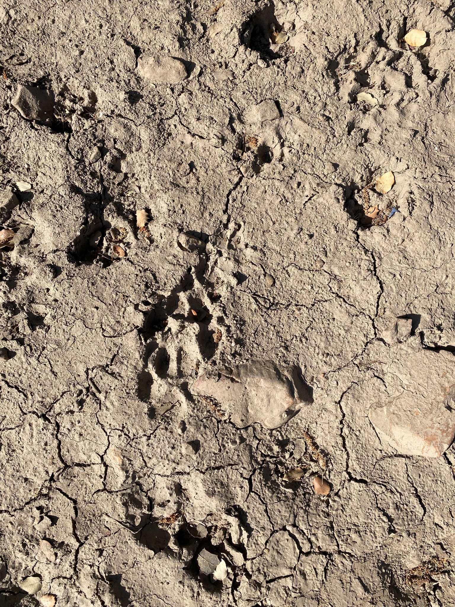 Huellas de lince ibérico