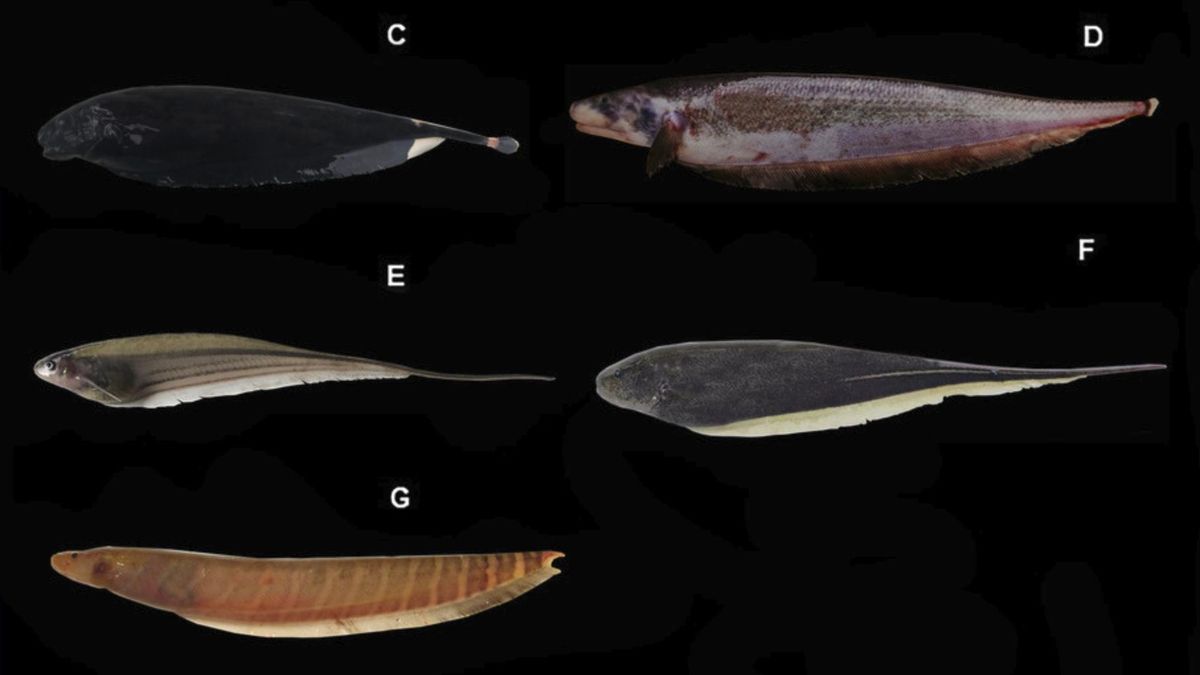 La presión humana amenaza un sistema aún poco conocido