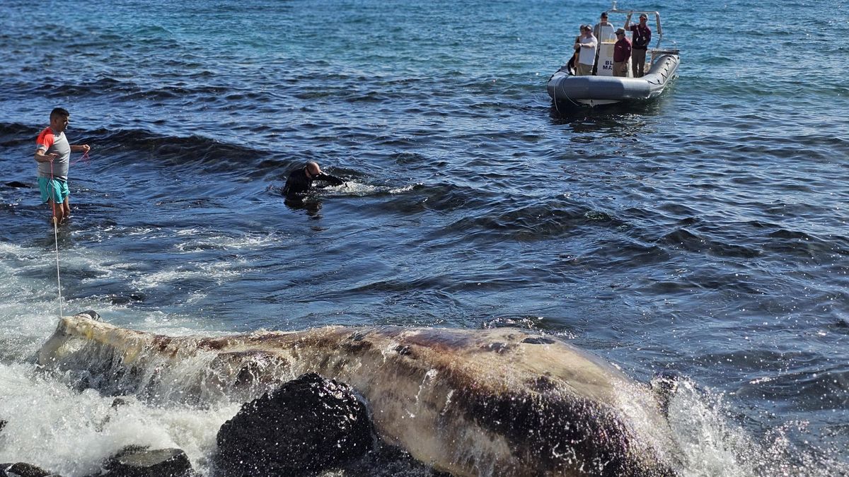 Retirada del cetáceo en Pozo Negro.
