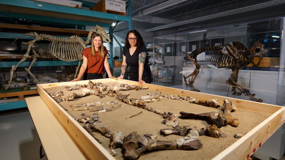 Investigadoras con los restos del animal recuperados