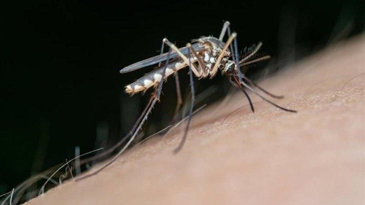 Canarias detecta un nuevo caso de fiebre del Nilo Occidental en Gran Canaria