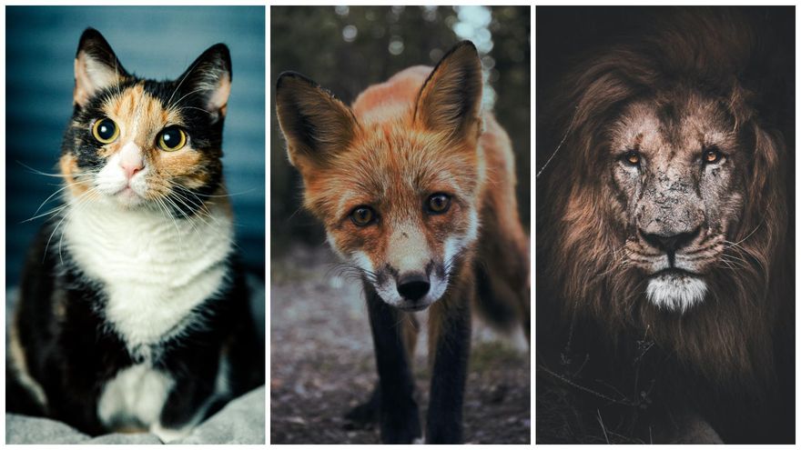 Día mundial de los animales, ¿por qué se celebra el 4 de octubre?