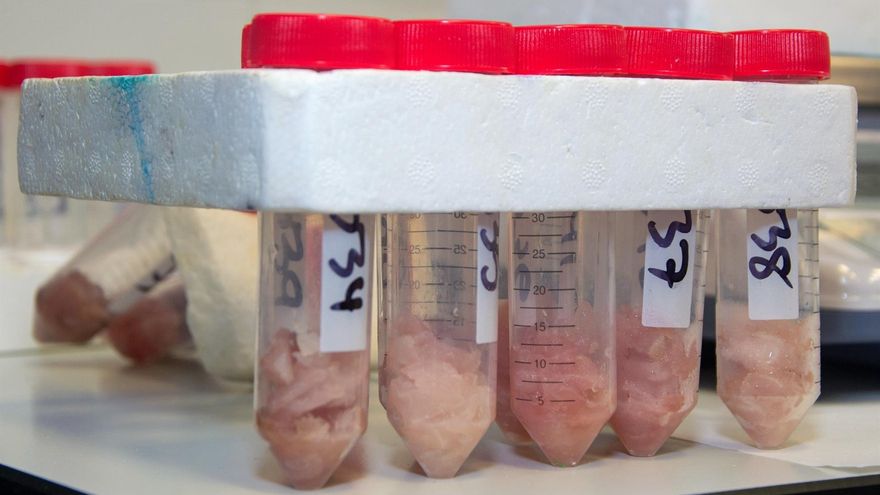 Un estudio advierte de las especies de pescado con mayor impacto de la ciguatera en Canarias