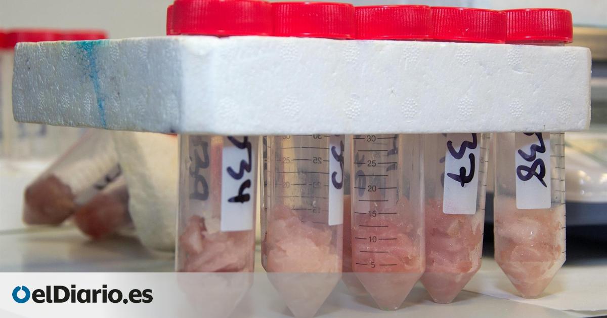 Un estudio advierte de las especies de pescado con mayor impacto de la ciguatera en Canarias