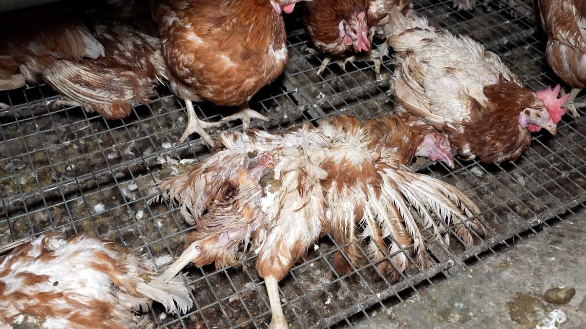 El cadáver de una gallina rodeado de otras vivas en la instalación de Mallorca.