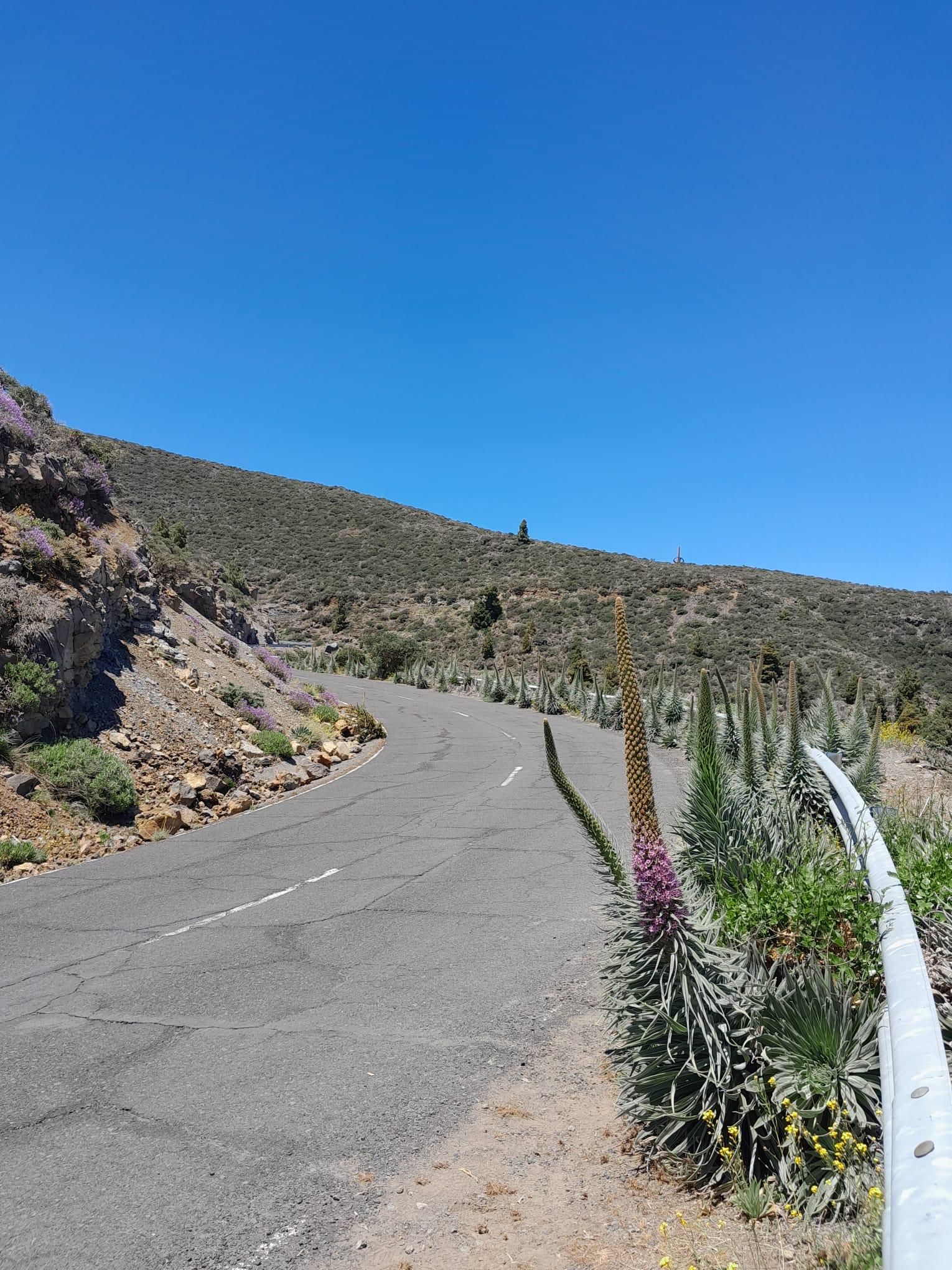 Comienzan a florecer los tajinastes rosados (Echium perezii) en La Hoya de Lucía, en  la cumbre de Puntallana
