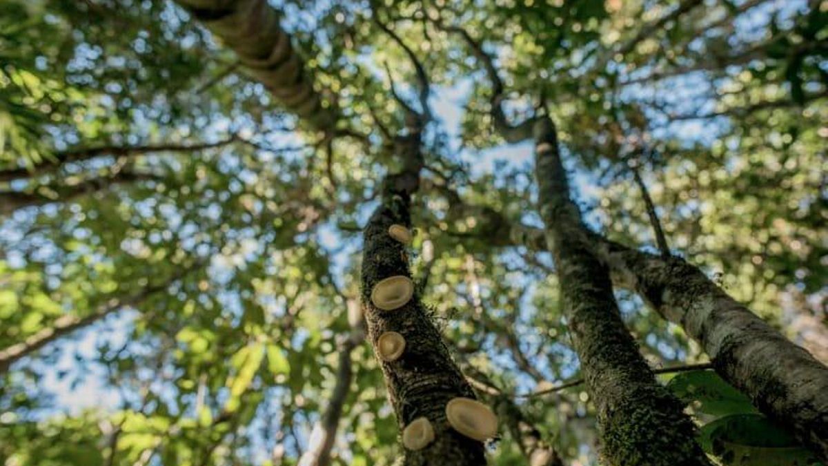 Un hongo comestible (Aleurodiscus vitellinus) en el Parque Nacional Alerce Costero. Foto: cortesía Tomás Munita para Mongabay Latam