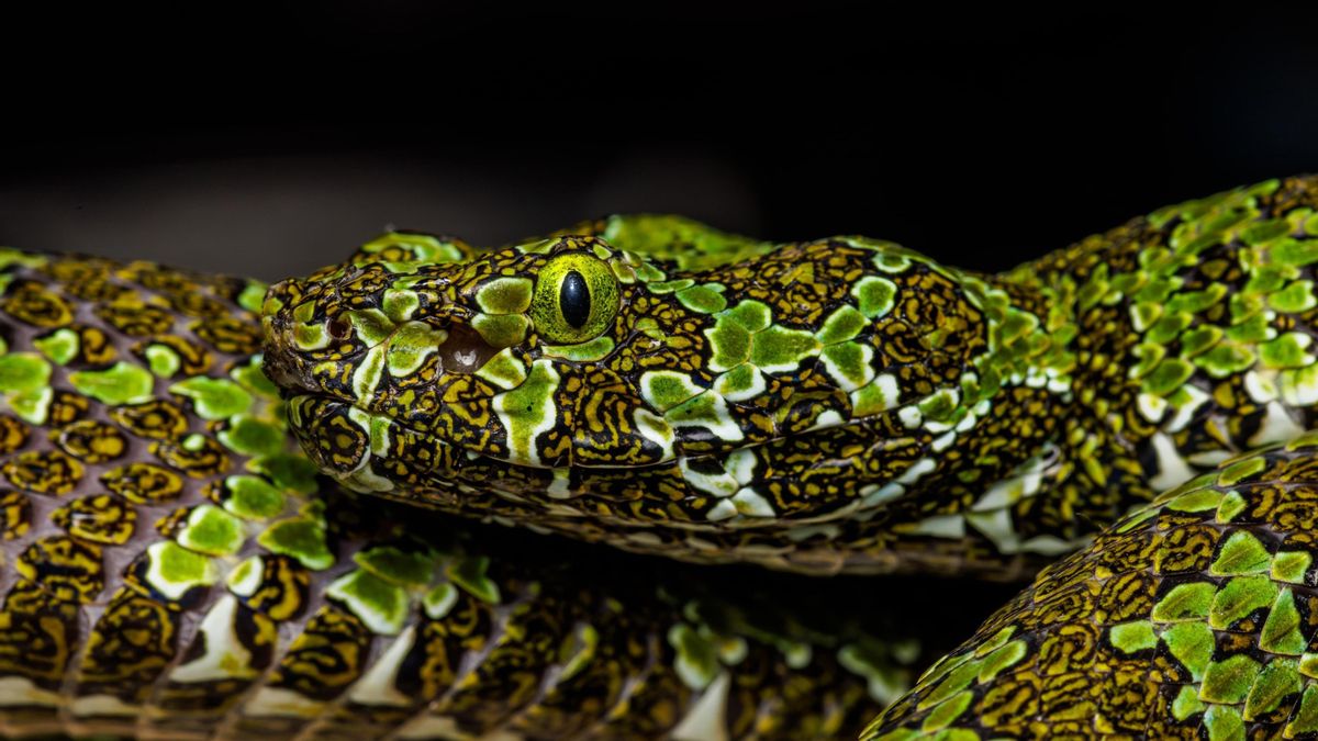 Se calcula que entre 274.000 y 513.000 personas podrían perder la vida por mordedura de serpiente