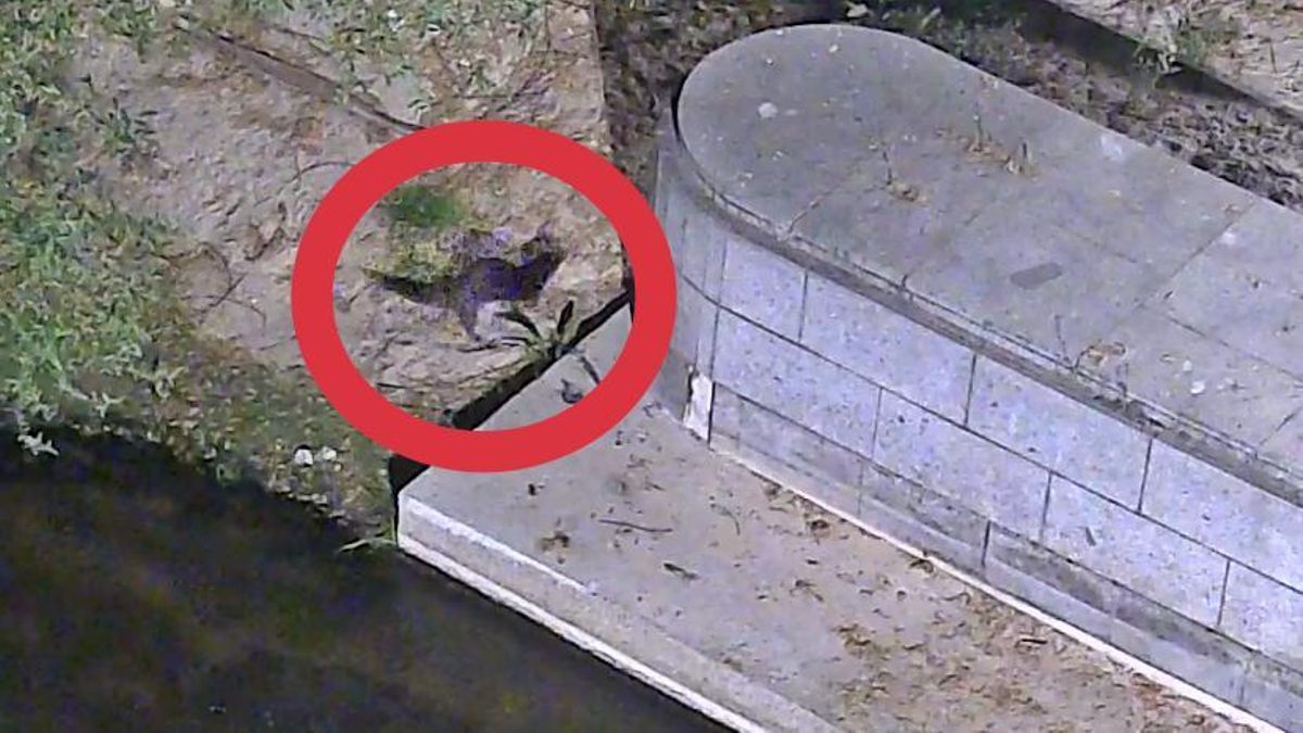 Las nutrias ha llegado a Madrid Río y este vídeo lo corrobora