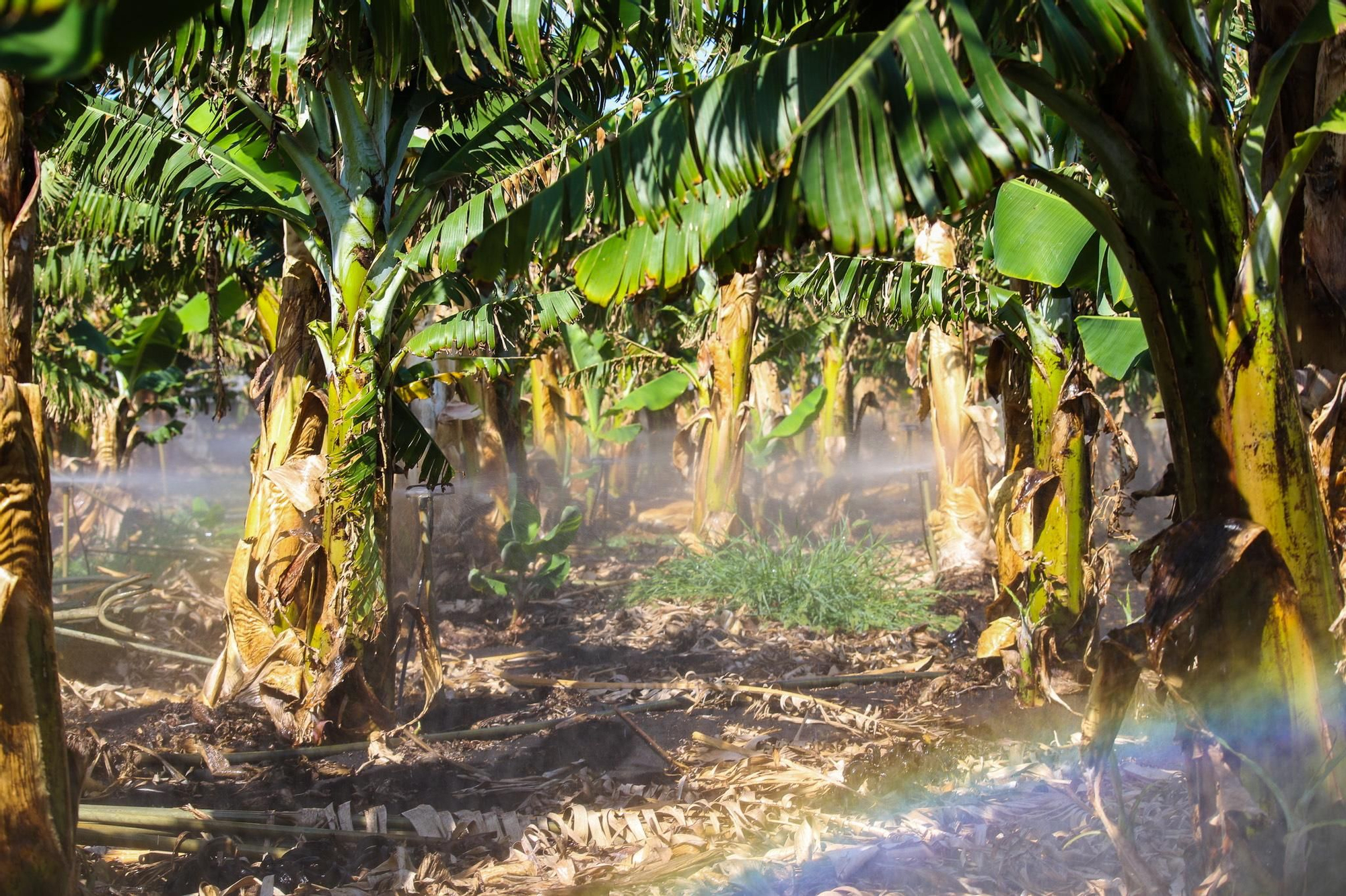 Los aspersores de las fincas de plátanos de la comarca Las Hoyas - Remo vuelven a funcionar a pleno rendimiento gracias a la puesta en funcionamiento esta semana de la tubería sobre la nueva fajana creada por el volcán, que ha permitido recuperar las condiciones de riego previas a la erupción. 