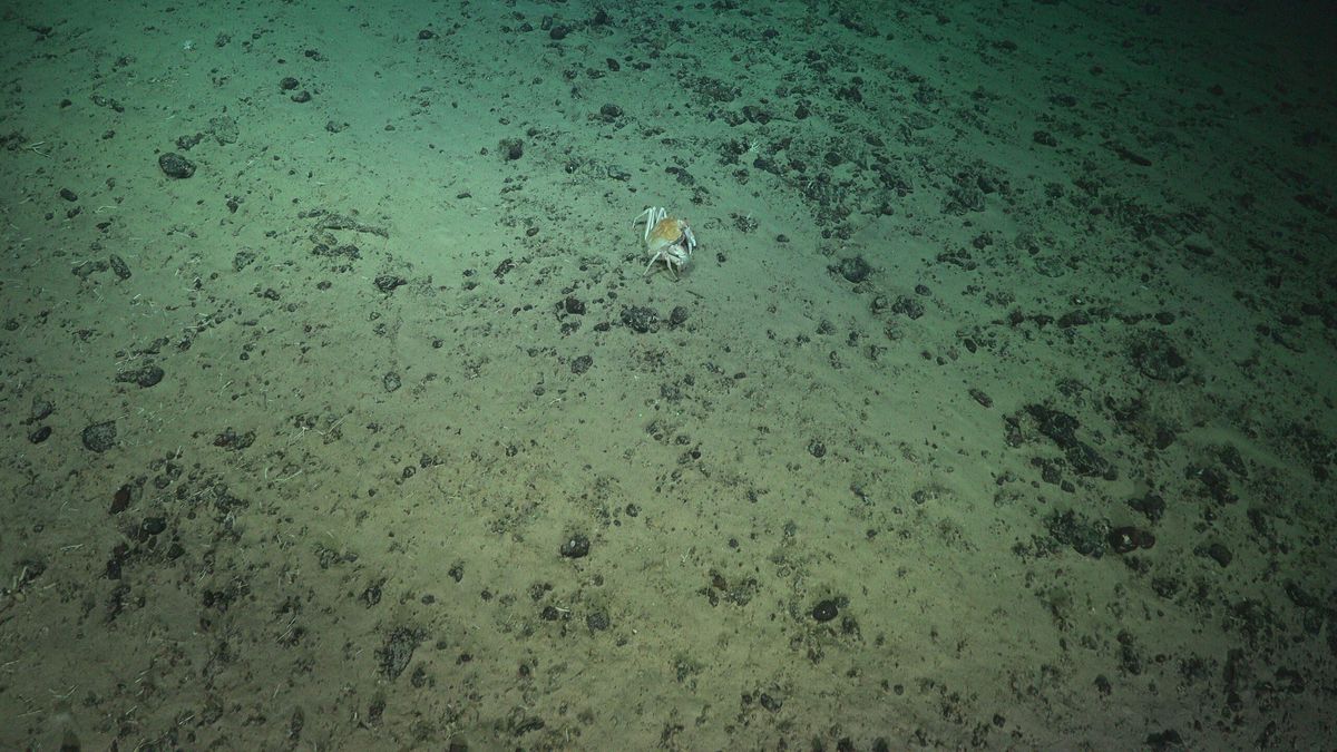 Uno de los fondos marinos observados durante la investigación. Foto: cortesía SOI/ESMOI-UCN