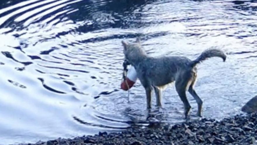 Una loba arrastra del mar una trampa de cangrejos y se come el cebo: podría ser la primera prueba de uso de herramientas en un lobo salvaje