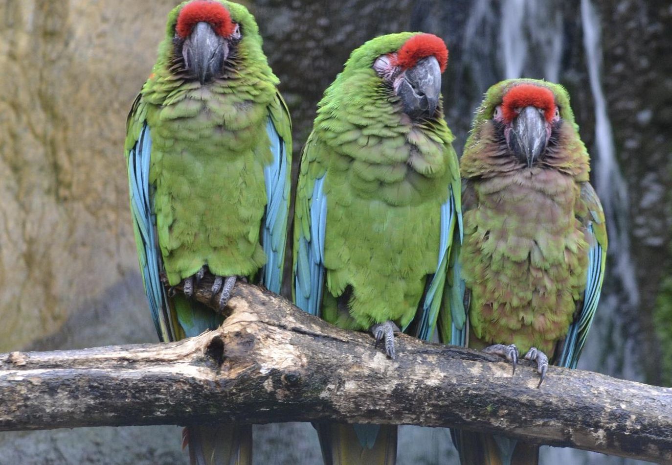 Para as comunidades Pueblo, a cor dessas aves estava associada ao sol, à chuva e à fertilidade.
