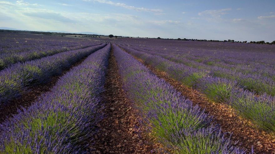 Castilla-La Mancha autoriza adelantar la cosecha de lavanda para evitar una plaga de gusano