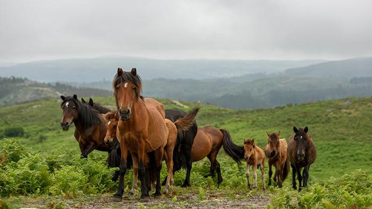 El sacrificio de varios ejemplares y la abundancia de restos de este animal en el depósito arqueológico apuntan a un evento excepcional