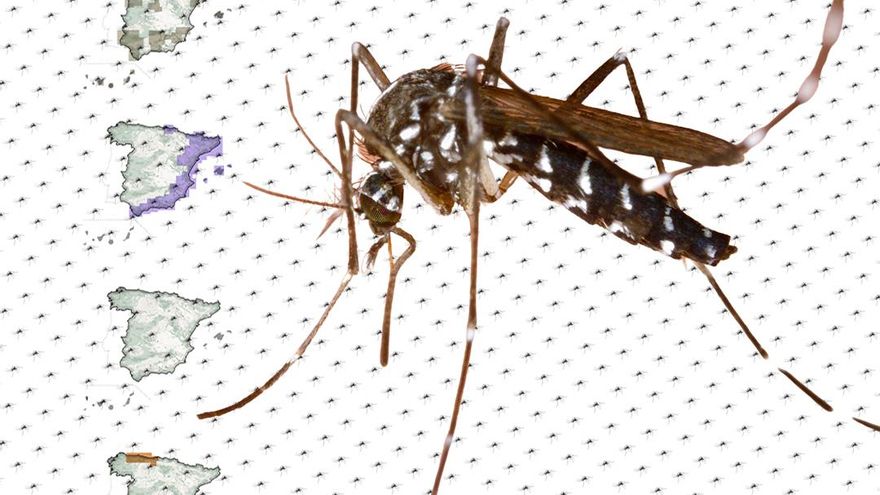 Cómo son y dónde están los mosquitos que amenazan con reintroducir enfermedades erradicadas en España
