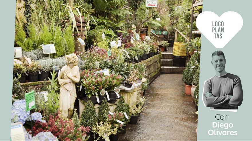 Guía de compra en un vivero: qué preguntar y cómo elegir para que te duren las plantas