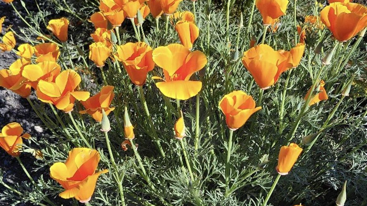 La amapola de California (Eschscholzia californica / Papaveraceae)