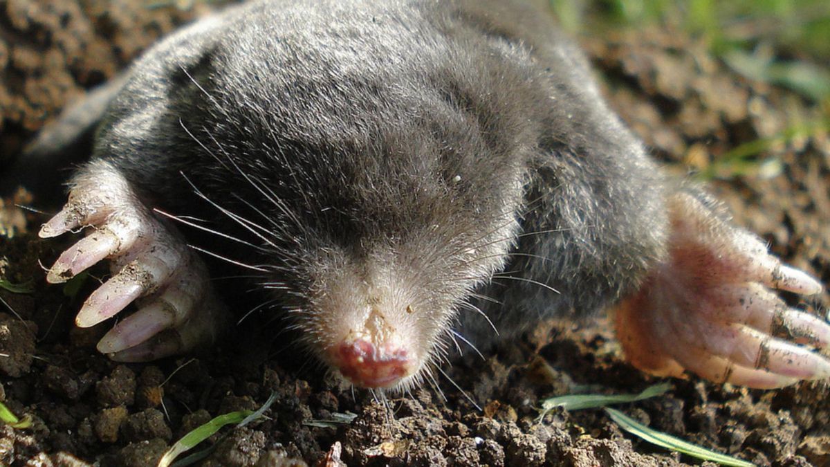 La investigadora del IBB-UAB explicó que el análisis genético abre preguntas sobre la capacidad de los tejidos