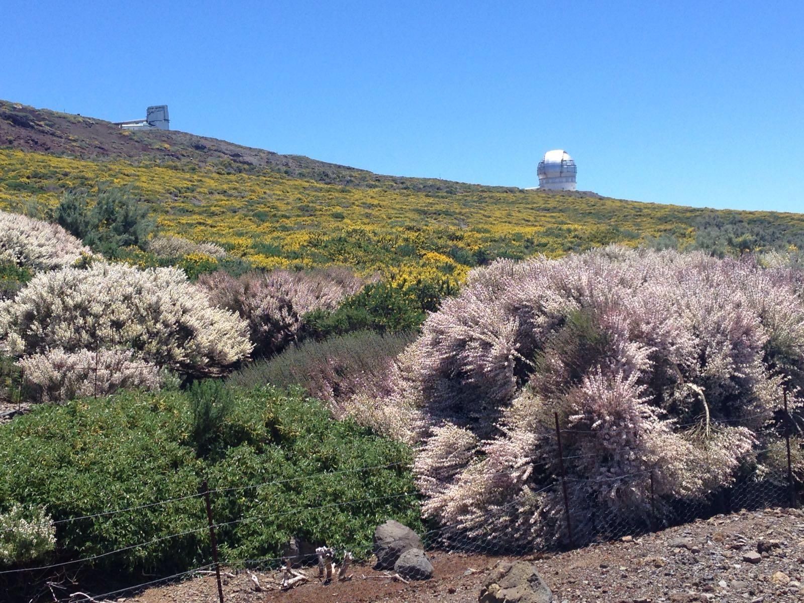 Retamones  de cumbre, en primer término, con el Telescopio Nacional Galileo (i) y el Gran Telescopio de Canarias al fondo. Foto: ÁNGEL PALOMARES.