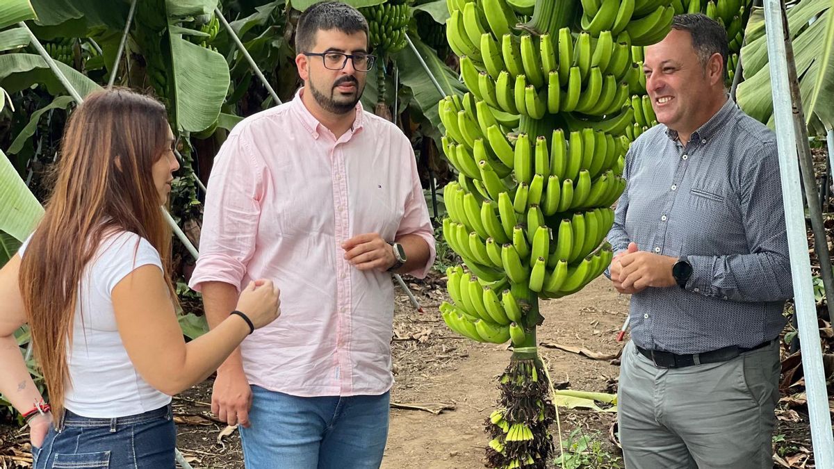 El PSOE exige al Cabildo y al Gobierno canario que abone de “una vez la deuda con el sector agrícola por la ceniza y la pérdida de renta”