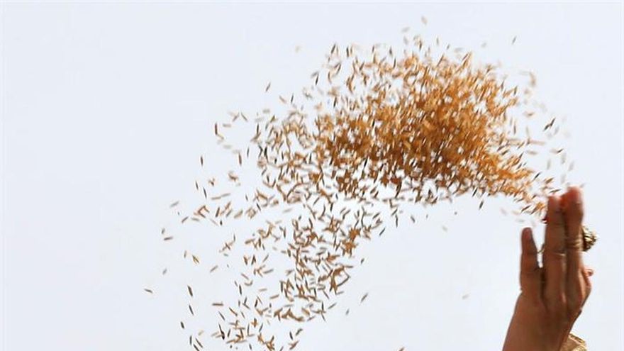 La Ceremonia Real del Arado prevé abundante arroz y agua en Tailandia en 2016