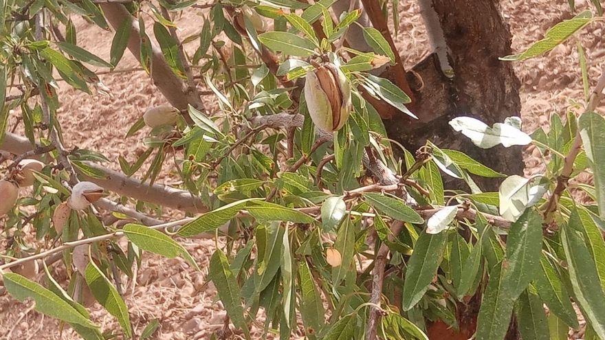 Las fuertes tormentas de granizo arrasan cultivos en varios municipios de la provincia de Toledo