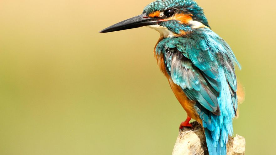 La IA también puede confundir a la ciencia: los expertos alertan que las fotos alteradas son un riesgo para los estudios sobre biodiversidad