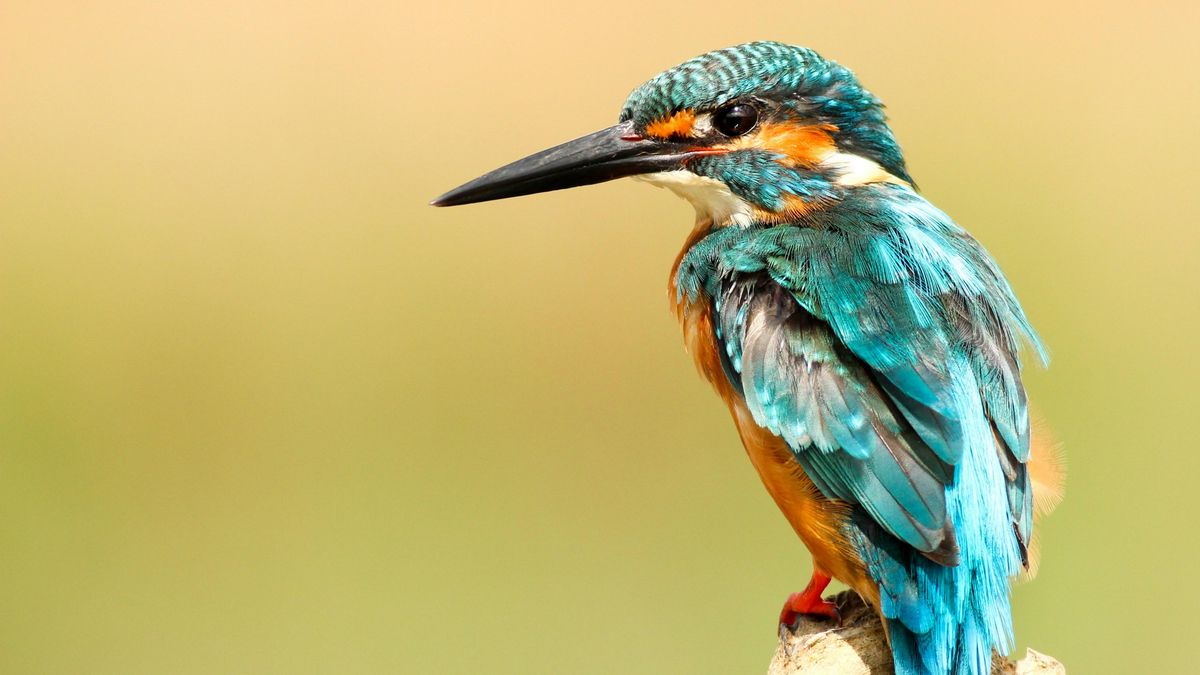 La IA también puede confundir a la ciencia: los expertos alertan que las fotos alteradas son un riesgo para los estudios sobre biodiversidad