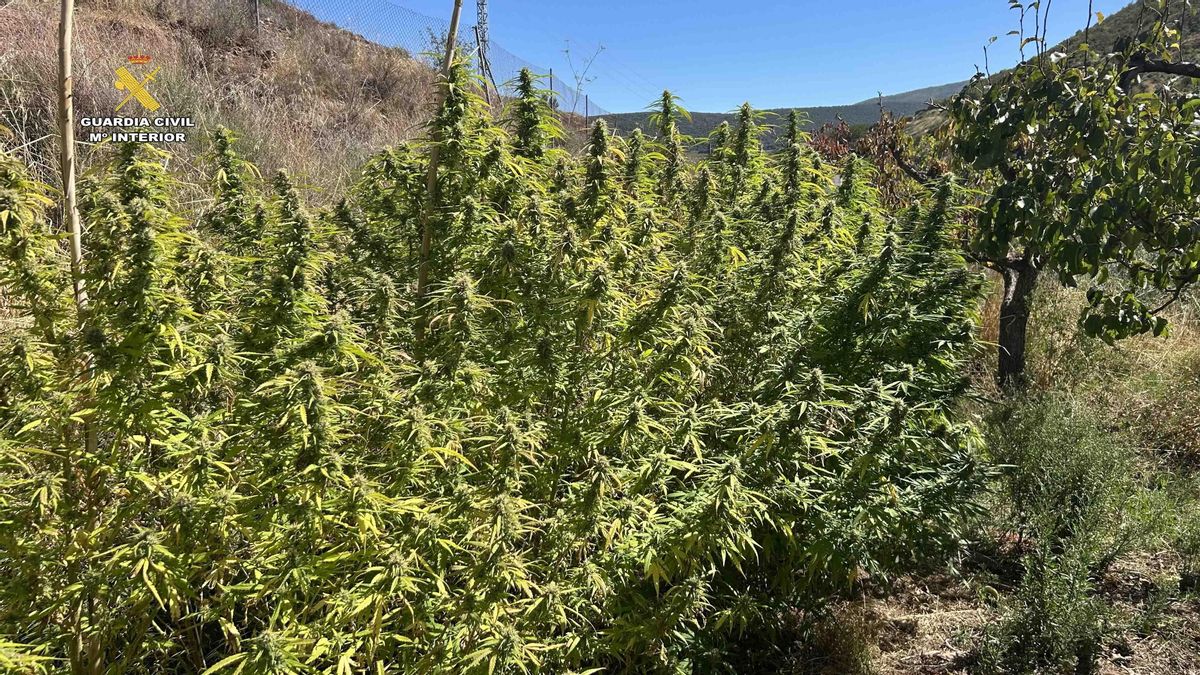 Investigadas ocho personas en La Rioja por siete cultivos clandestinos de marihuana en los valles del Leza y el Jubera