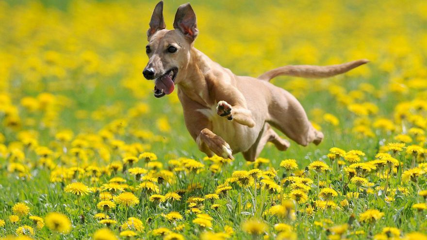 Extremadura aplaude que los perros de caza hayan quedado fuera de la ley de bienestar animal