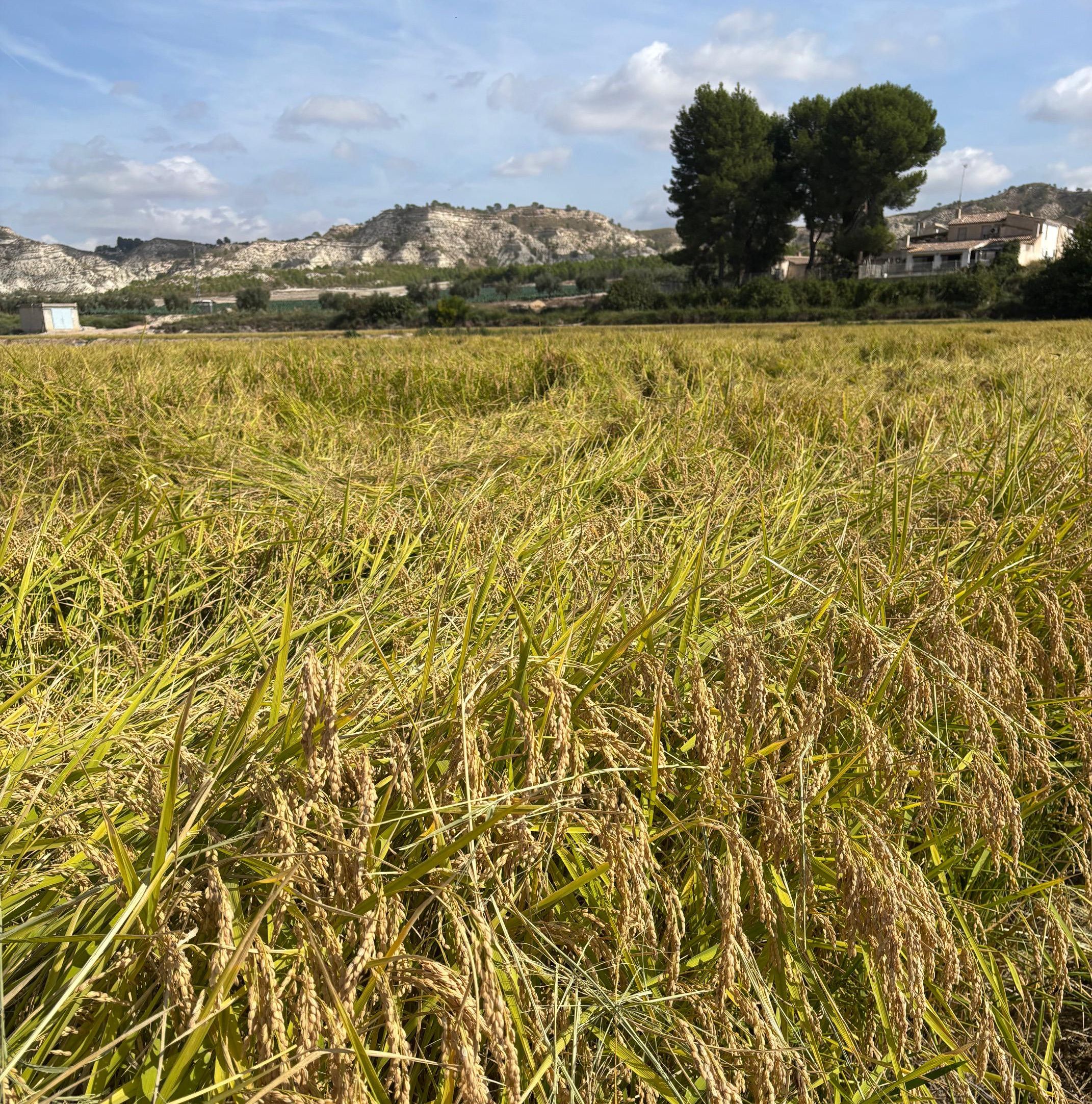 Imagen de los campos de arroz