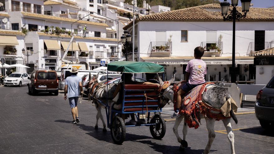 Denuncian el servicio de burros-taxi de Mijas por trabajar en aviso por altas temperaturas