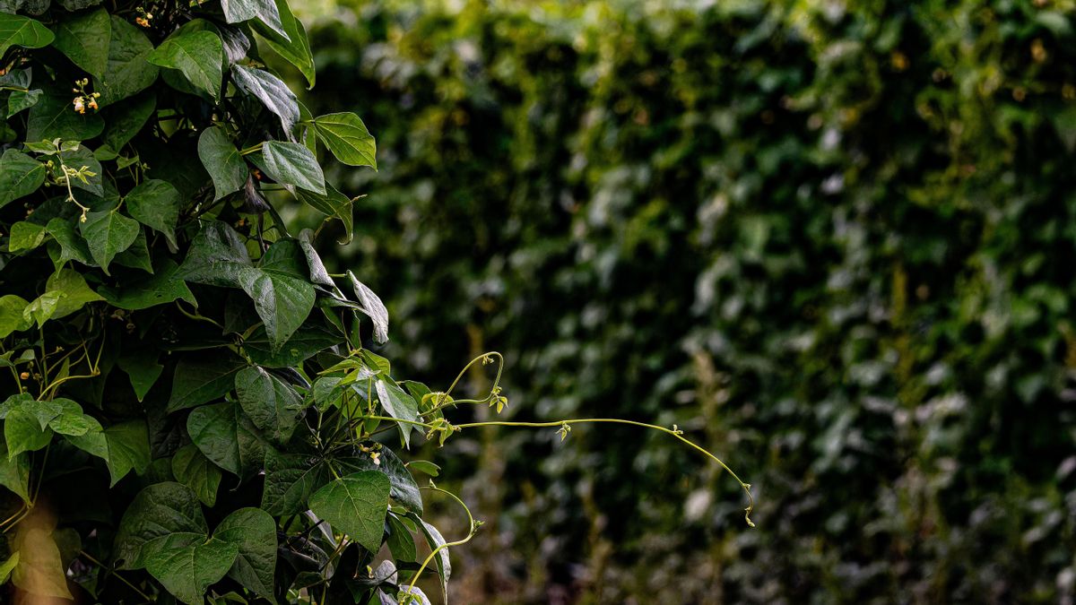 Vista aérea del pueblo de Anguiano