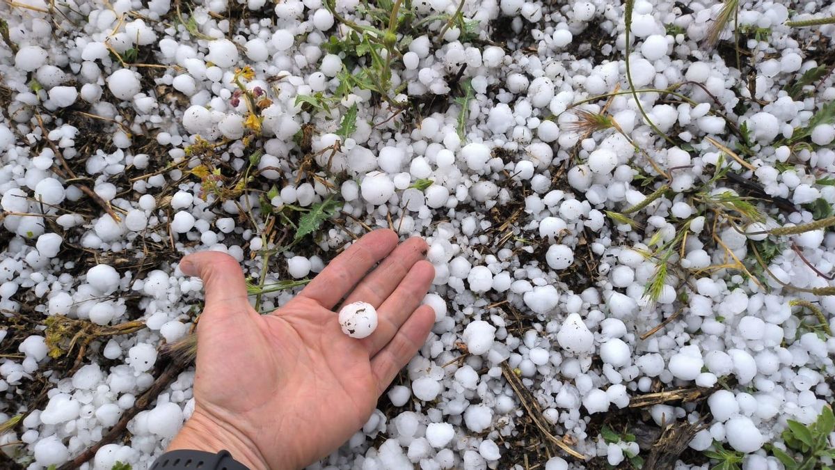 El pedrisco se cebó con Castilla-la Mancha en 2025: es la región con mayores indemnizaciones del seguro agrario