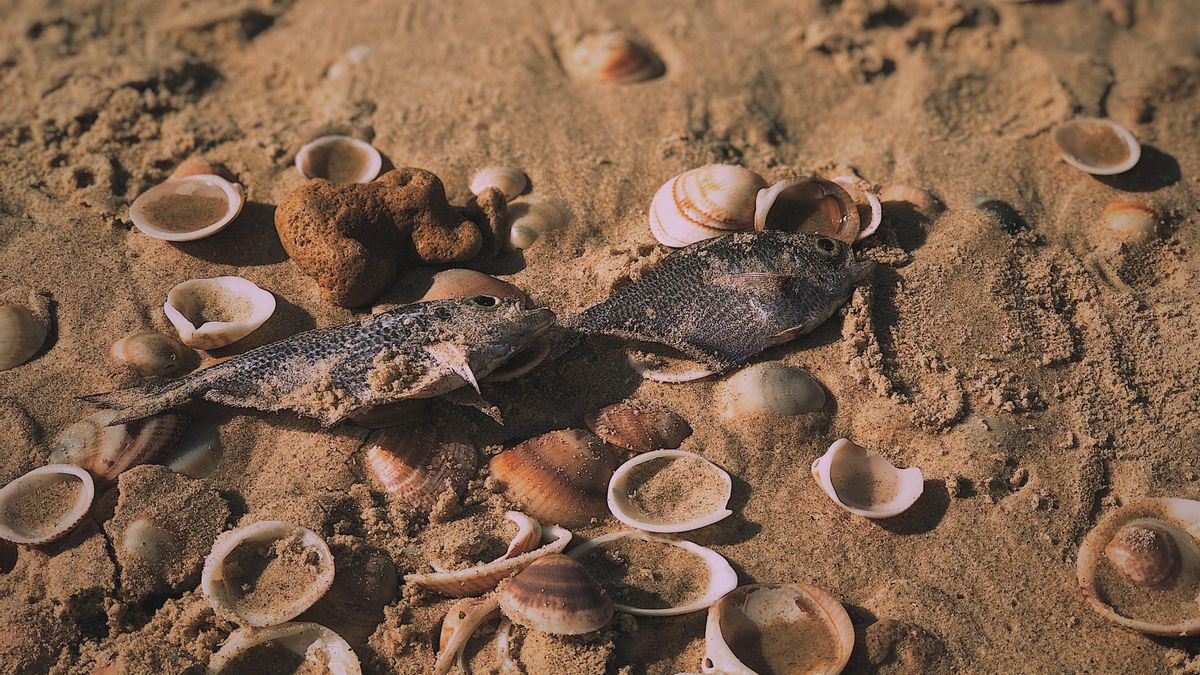 Este popular lago estadounidense se ha visto obligado a cerrar: todos sus peces han muerto y son un riesgo para la salud